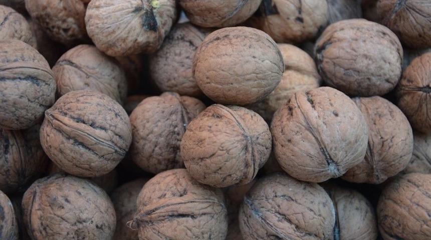 Niksar, &rsquo;altın Cevizini&rsquo; Arıyor