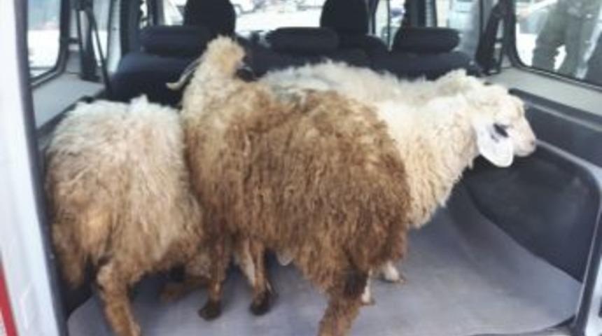 &Ccedil;aldığı Koyunları Satmak İsterken Yakalandı