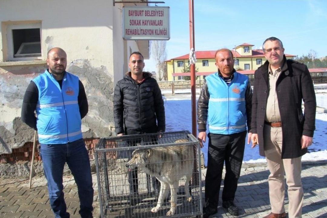 Bayburt&rsquo;ta Şehir Merkezine İnen Kurt Yakalandı