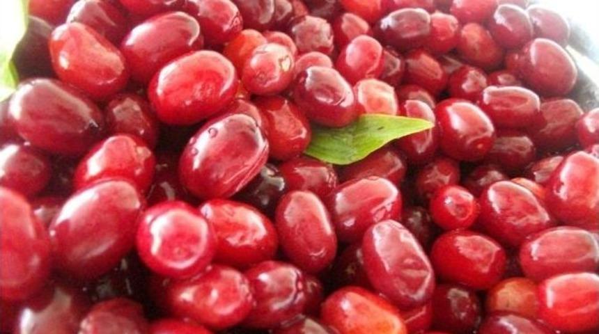 Sihirli Besin Kızılcık