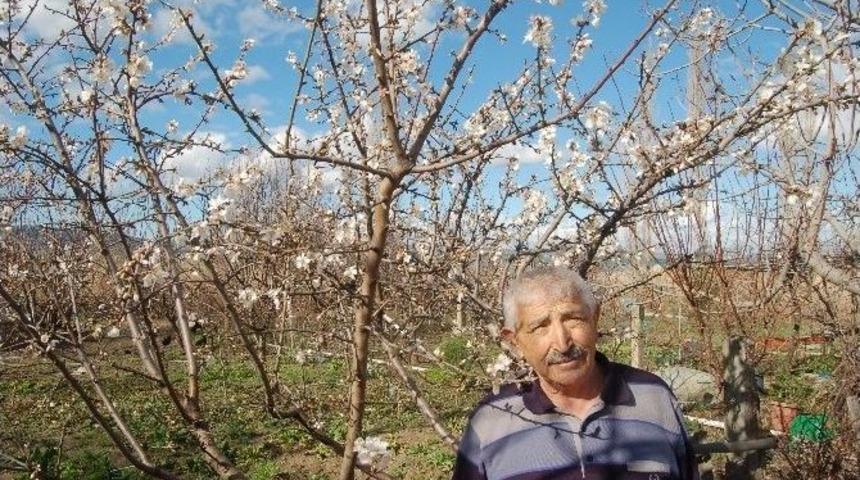 Meyve Ağa&ccedil;ları Lodosun Ardından &Ccedil;i&ccedil;ek A&ccedil;tı