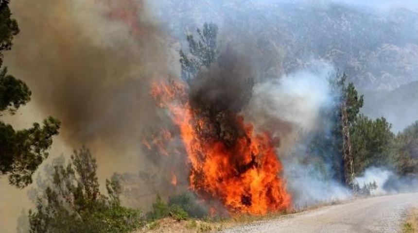 Orman Yangınlarında 9 Bin 226 Hektar Alan Zarar Gördü