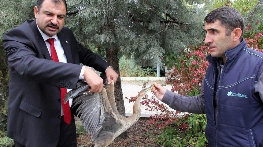 Tedavisi Yapılan Balık&ccedil;ıl Kuş Tekrardan Doğaya Salındı
