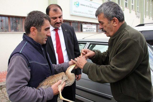 Tedavisi Yapılan Balıkçıl Kuş Tekrardan Doğaya Salındı