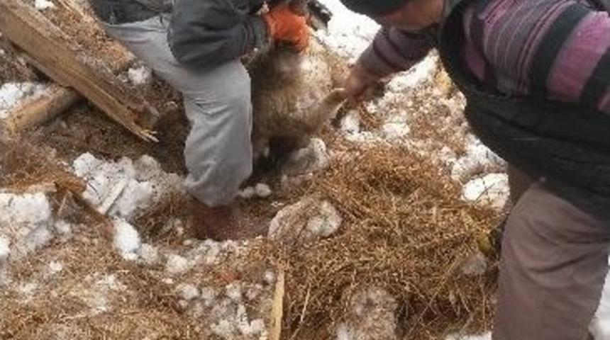 Boz&uuml;y&uuml;k&rsquo;te &Ccedil;atısı &Ccedil;&ouml;ken Besihanede 6 Koyun Telef Oldu