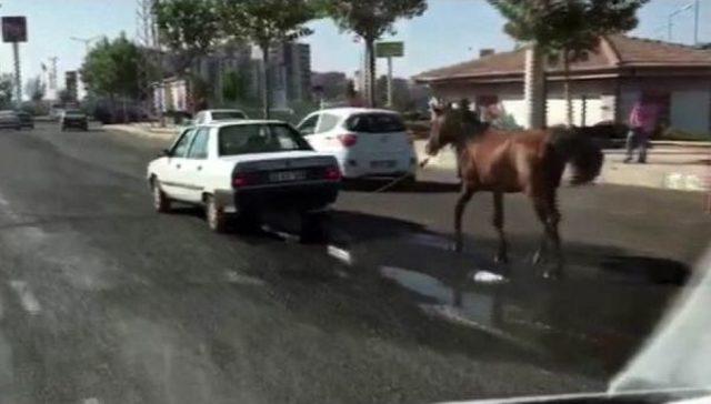 Atı Otomobilin Arkasına Bağlayarak Ilerledi