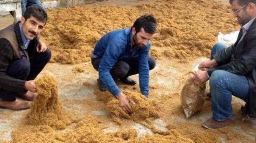 T&uuml;t&uuml;n&uuml;n Ekimi Serbest, Ticareti Yasak