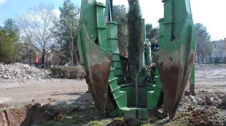 Dsi Alanındaki Ağa&ccedil;lar Titizlikle Okullara Taşınıyor