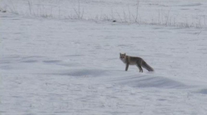 A&ccedil; Kurt Ve Tilkiler K&ouml;ylere Indi