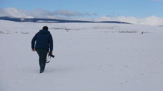 A&ccedil; Kurt Ve Tilkiler K&ouml;ylere Indi 1