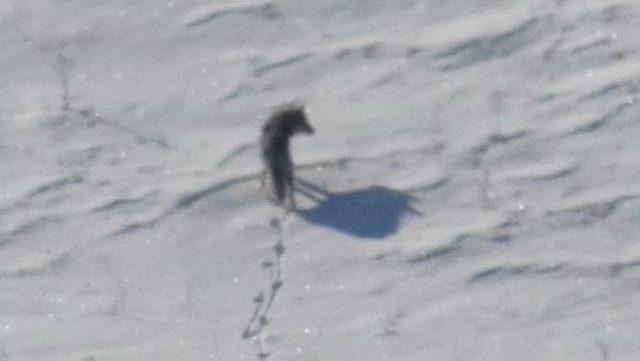 A&ccedil; Kurt Ve Tilkiler K&ouml;ylere Indi 2