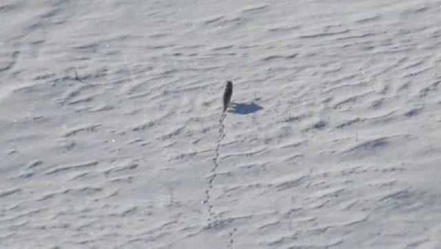 A&ccedil; Kurt Ve Tilkiler K&ouml;ylere Indi 3