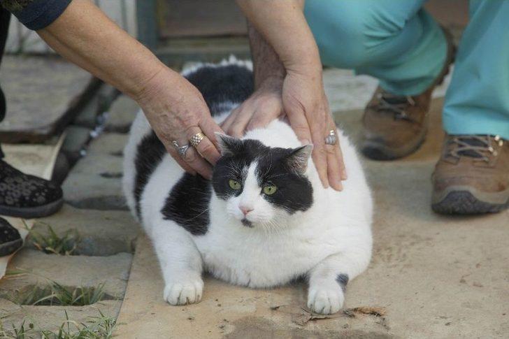 (özel Haber) 18 Kiloluk Kedi Tombalak’ı Zayıflatmak İçin Seferber Oldular