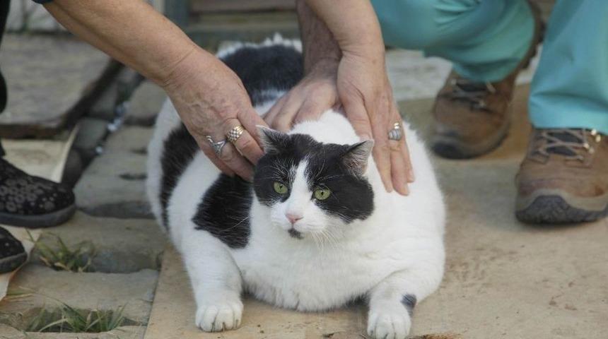 (&ouml;zel Haber) 18 Kiloluk Kedi Tombalak&rsquo;ı Zayıflatmak İ&ccedil;in Seferber Oldular