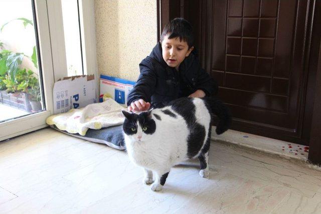 (özel Haber) 18 Kiloluk Kedi Tombalak’ı Zayıflatmak İçin Seferber Oldular