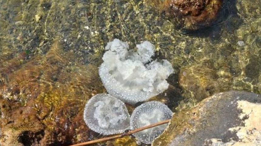 Muğla'da Yeni Bir Denizanası T&uuml;r&uuml; Bulundu