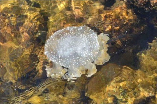 Muğla'da Yeni Bir Denizanası Türü Bulundu