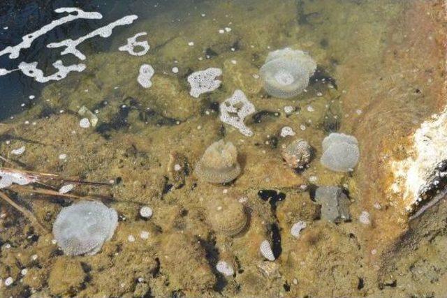 Muğla'da Yeni Bir Denizanası Türü Bulundu