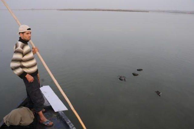 Kuşlar Lagündeki Su Kirliliğinden Telef Olmuş 1