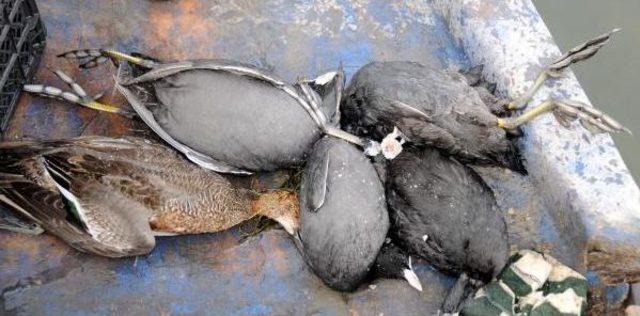 Kuşlar Lagündeki Su Kirliliğinden Telef Olmuş 2