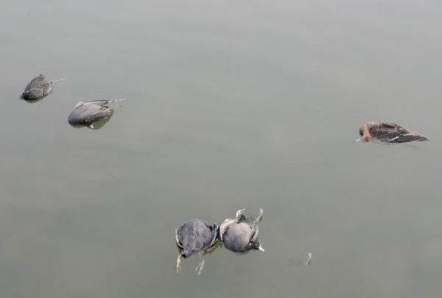 Kuşlar Lagündeki Su Kirliliğinden Telef Olmuş 3