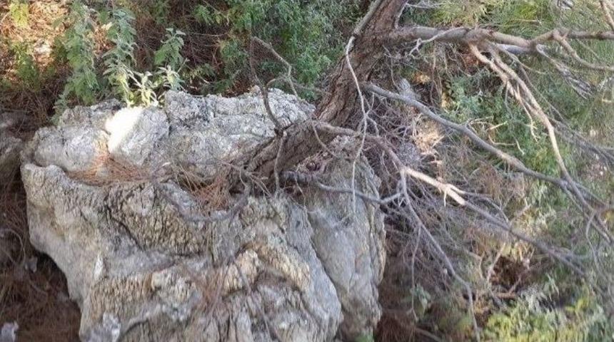 Kayada Hayat Bulan Kızıl&ccedil;am Anıt Ağa&ccedil; Olacak