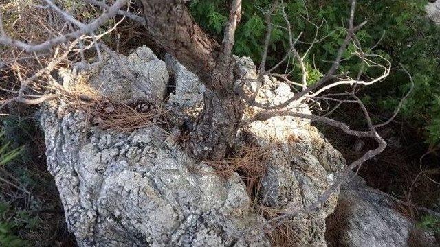 Kayada Hayat Bulan Kızıl&ccedil;am Anıt Ağa&ccedil; Olacak 1