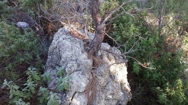 Kayada Hayat Bulan Kızıl&ccedil;am Anıt Ağa&ccedil; Olacak 2