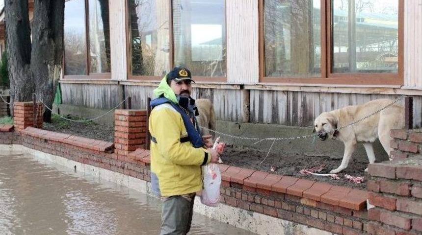 Mahsur Kalan K&ouml;pekler Unutulmadı