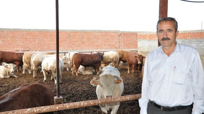 Erg&uuml;&ccedil;: "karkas Et İthalatı Besiciyi Zor Duruma Soktu"