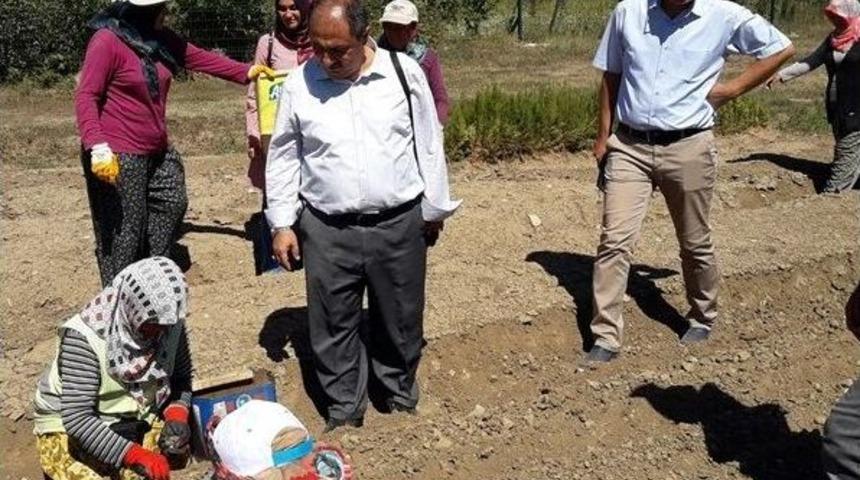 Eğirdir&rsquo;de &Uuml;retilen 6.5 Milyon Fidan Toprakla Buluşacak