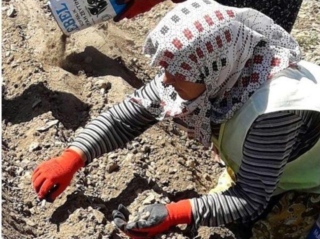 Eğirdir&rsquo;de &Uuml;retilen 6.5 Milyon Fidan Toprakla Buluşacak 1