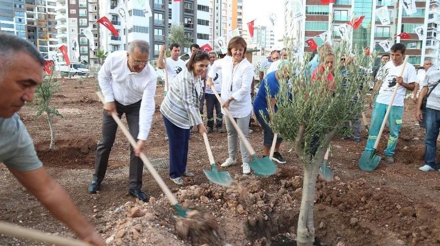 Mezitli&rsquo;nin Zeytinli Caddesi Zeytin Fidenlarıyla Donatıldı