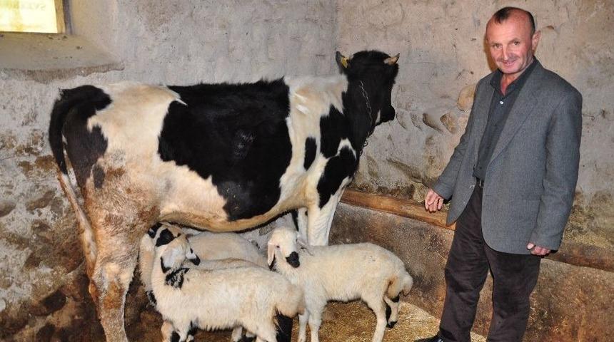 "alakız" Adlı İnek, Kuzulara Annelik Yapıyor