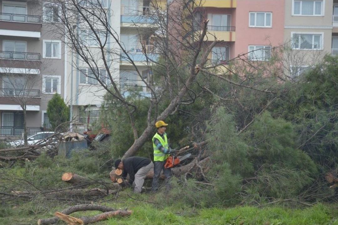 Manisa&rsquo;da Kesilen Ağa&ccedil;lar Tepkiye Neden Oldu
