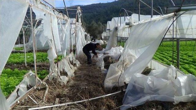 (özel Haber) Seraları Uçuran Lodos Yüzlerce Çiftçiyi Mağdur Etti