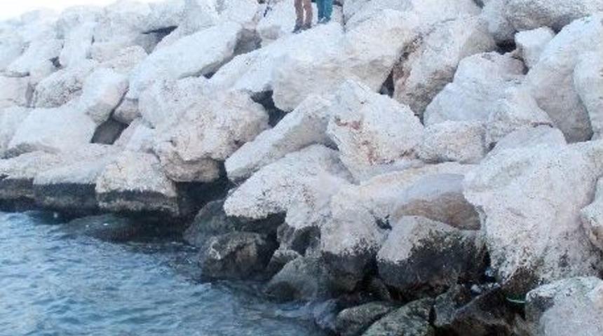 &Ouml;l&uuml; Carette Caretta Sahile Vurdu