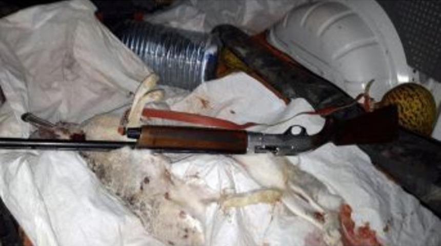 Farla Tavşan Avına Ceza