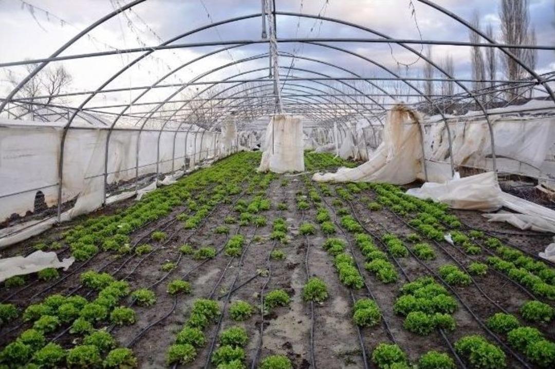 (&ouml;zel Haber) Tekirdağ&rsquo;da Seraları Vuran Lodos, &Uuml;reticiyi Zarara Uğrattı