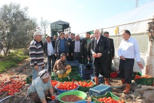 Bayraktar Seralarda İnceleme Yaptı