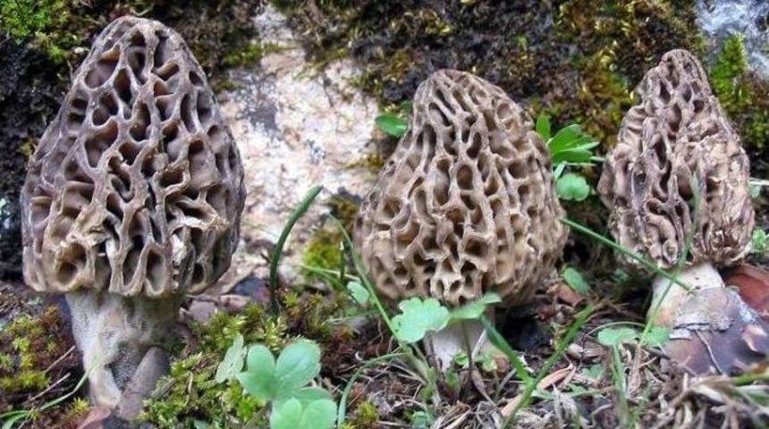 1 Kilo Kuru Kuzug&ouml;beği Mantarı 200-300 Lira