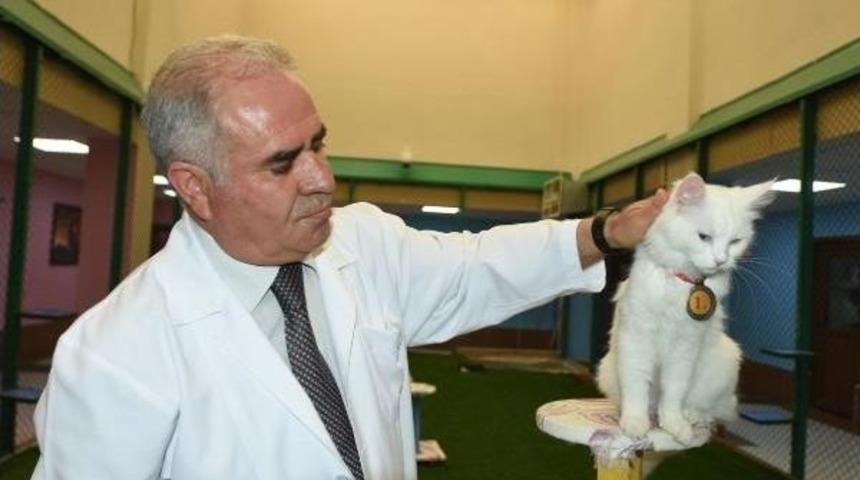 Kedi G&uuml;zellik Yarışmasının Birincisi 'kartopu' Ilgi Odağı Oldu