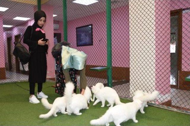 Kedi G&uuml;zellik Yarışmasının Birincisi  kartopu  Ilgi Odağı Oldu 2