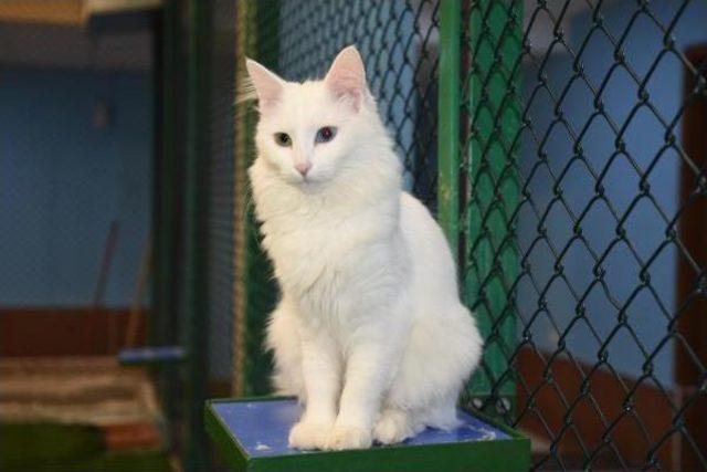 Kedi G&uuml;zellik Yarışmasının Birincisi  kartopu  Ilgi Odağı Oldu 3
