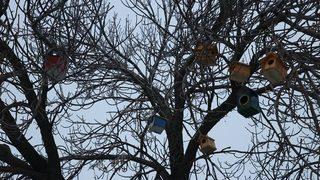 Ağrı’da ’kuş Evleri’ Yapıldı