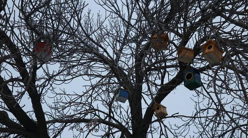 Ağrı’da ’kuş Evleri’ Yapıldı
