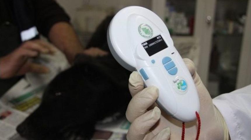 Sokak Hayvanlarına &Ccedil;ip&rsquo;li Takip