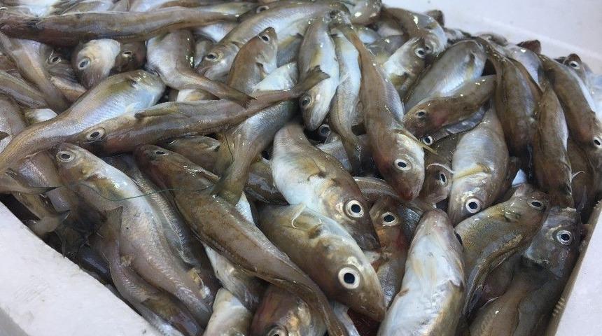 Hamsinin Tahtını Mezgit Aldı