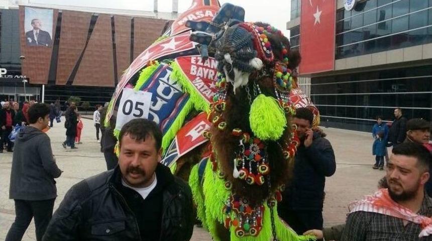 Biga&rsquo;da Deve G&uuml;zeli Yarışması