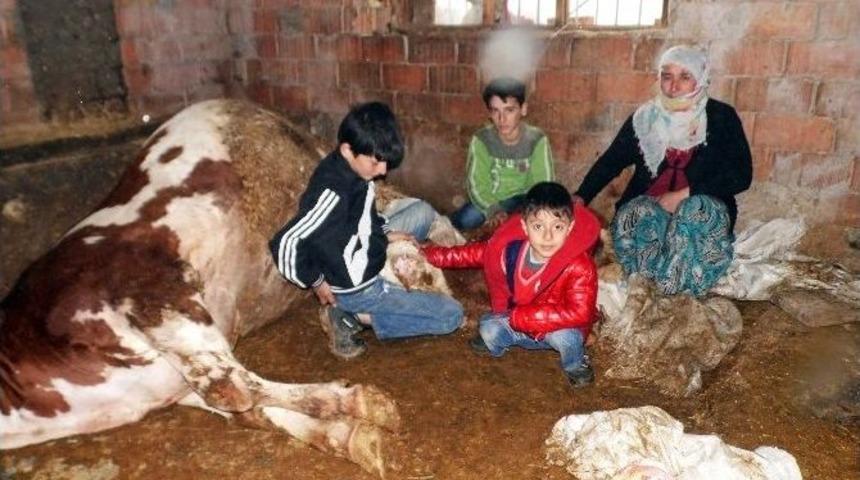 10 Kişilik Ailenin Ge&ccedil;im Kaynakları Telef Oldu